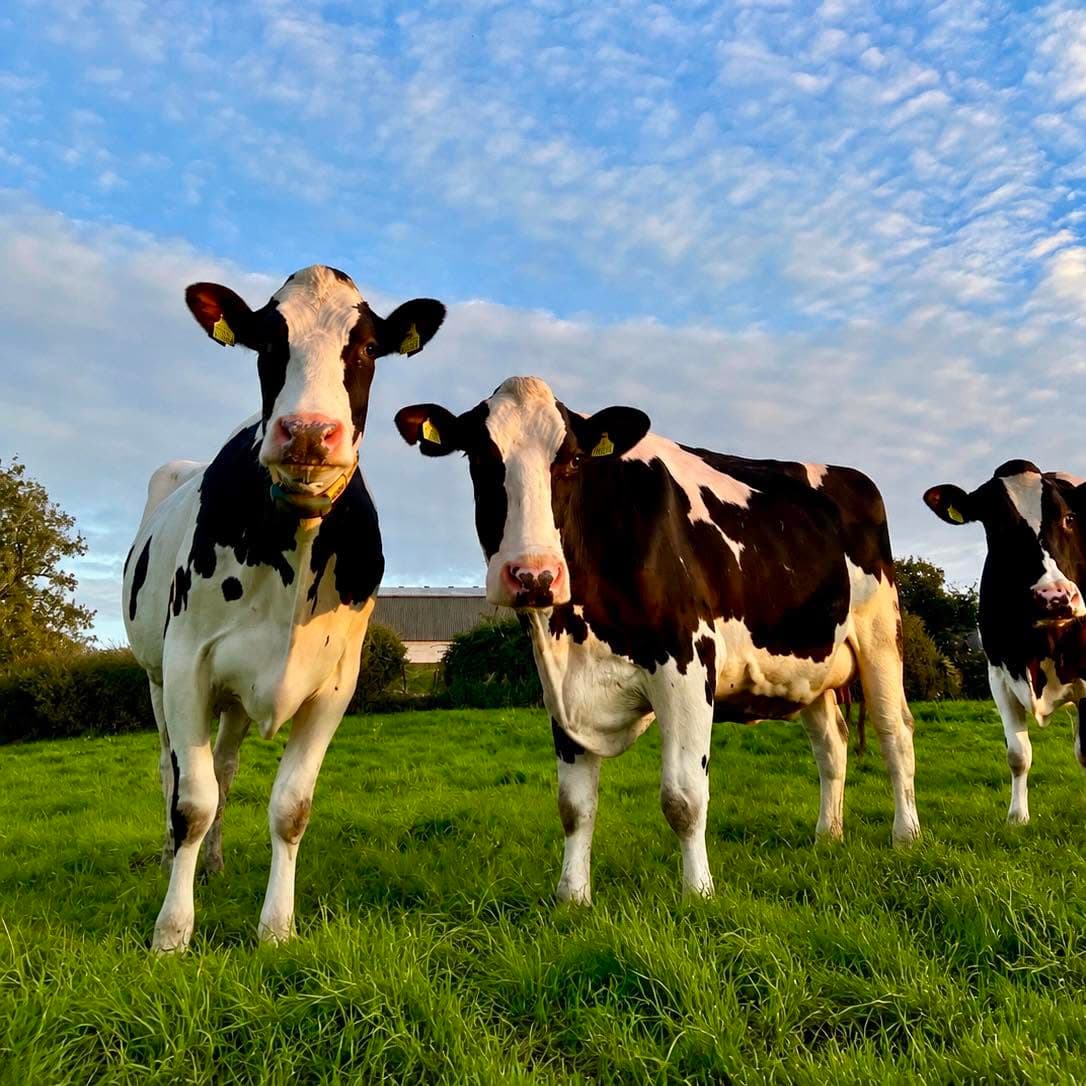 Cows at Park Farm, Scottish milk and cream.